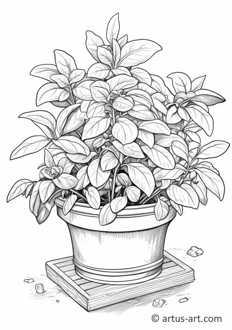 Basil in a Culinary Herb Collection Coloring Page